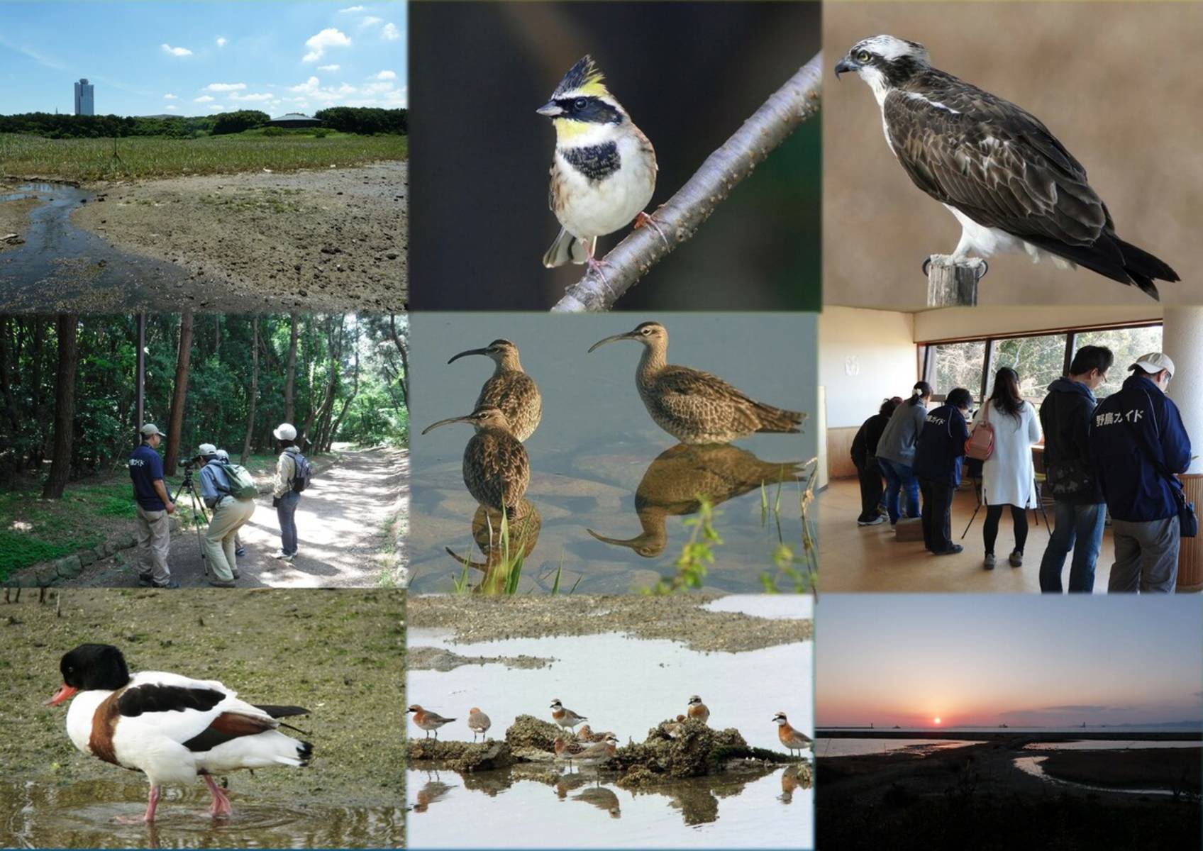 野鳥園臨港綠地 大阪南港野鳥園 Osaka Info