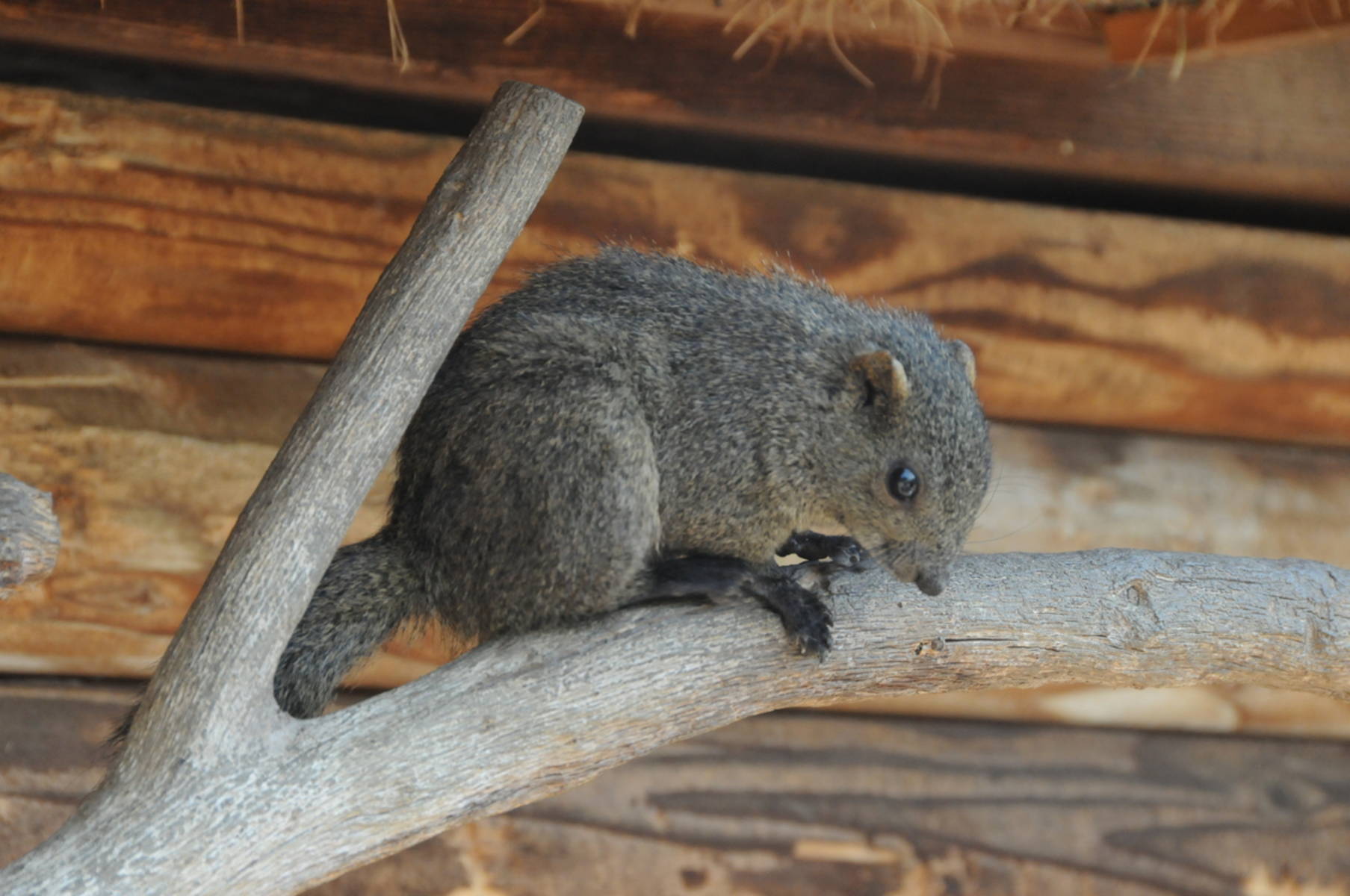 市民ふれあいの里 リス園 OSAKAINFO