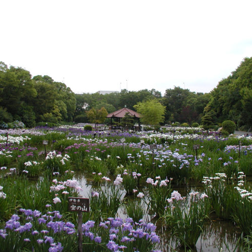 城北菖蒲园 Osaka Info