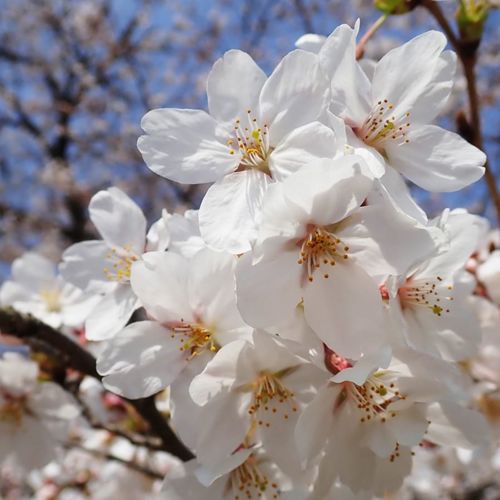 Hattori Ryokuchi Cherry Blossom Viewing Time | Events